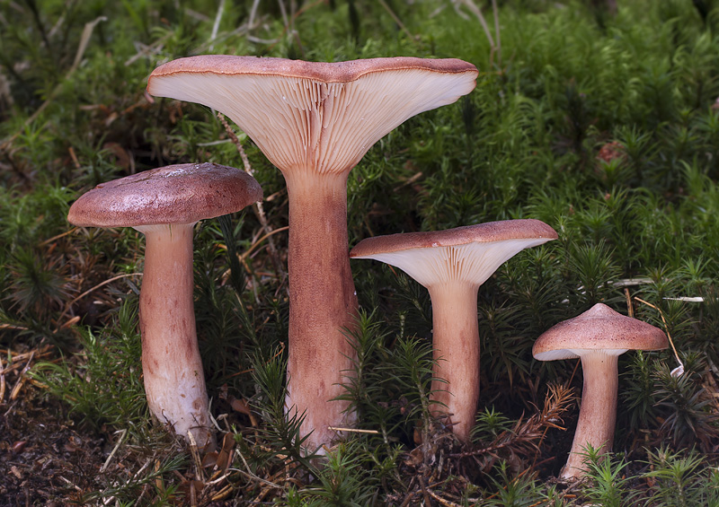 Lactarius rufus